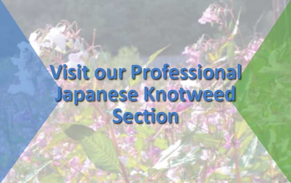 Japanese Knotweed Management - Property Care Association